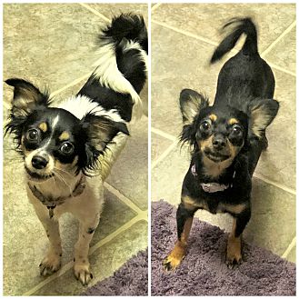 chihuahua clothes petsmart