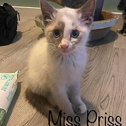 Thumbnail photo of Miss Priss #1