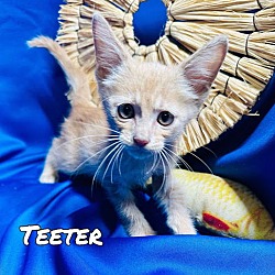 Thumbnail photo of Teeter #1