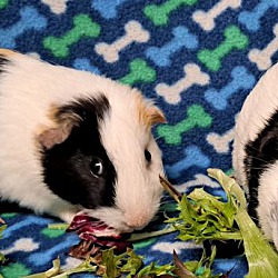 bonded pet photo