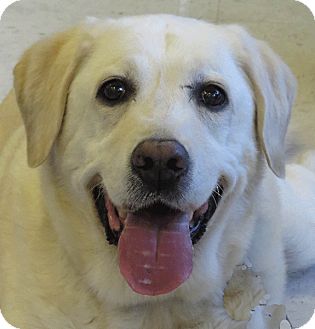 Las Vegas, NV - Labrador Retriever. Meet Diablo a Pet for Adoption.