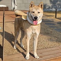 adopt-pet