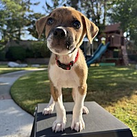 adopt a pet