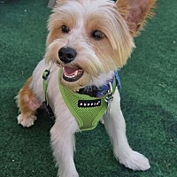 adopt a pet