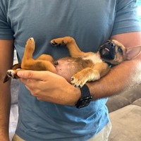 adopt-pet