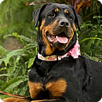 rottweiler puppies hawaii