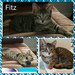 Thumbnail photo of Fitz #2