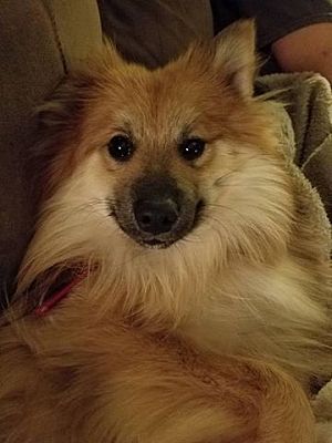 sheltie pomeranian mix