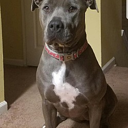 Photo of Pebbles