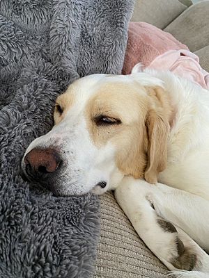 Oklahoma City, OK - Great Pyrenees/Anatolian Shepherd. Meet Rosie Poise ...