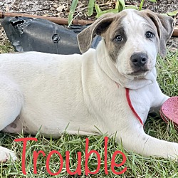 Thumbnail photo of Trouble #1