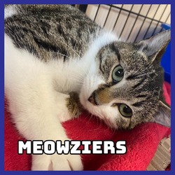 Thumbnail photo of Meowziers #2