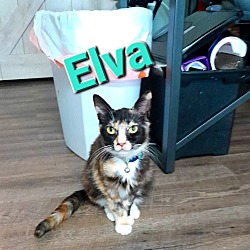 Photo of Elva