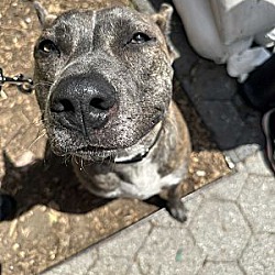 Thumbnail photo of Lex *waived adoption fee* #4