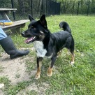 Adopt A Pet :: Orville - South Haven, MI