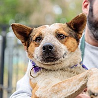 adopt a pet