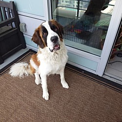 St Bernard Dogs for Adoption: Find Your Gentle Giant