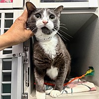 adopt a pet