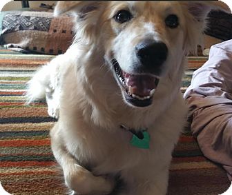 Austin Tx Samoyed Meet Honey A Pet For Adoption