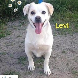 Thumbnail photo of Levi - Adopted August 2016 #2