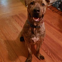 Cane Corso Puppies For Sale In North Carolina Adoptapetcom