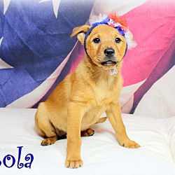 Thumbnail photo of Zola~adopted! #2
