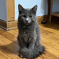 adopt a pet