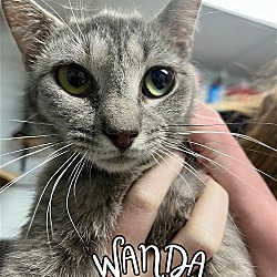 Photo of Wanda - $55 Adoption Fee Special