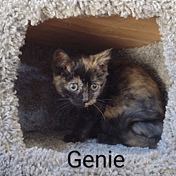 Photo of Genie