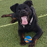 adopt a pet