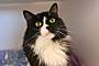 A BOY NAMED SUE - Domestic Mediumhair available for adoption