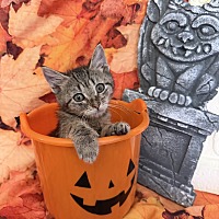 ADDERALL - Domestic Shorthair available for adoption