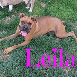 Thumbnail photo of Leila #2