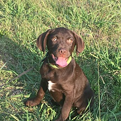 Thumbnail photo of Choco pending adoption #1