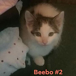 Thumbnail photo of Beebo #1