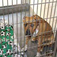 upland shelter animal male adult