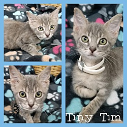 Thumbnail photo of Tiny Tim #2