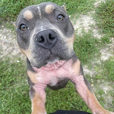 Port Richey, FL - American Pit Bull Terrier. Meet Peanut Butter a Pet ...