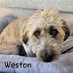 Photo of Weston