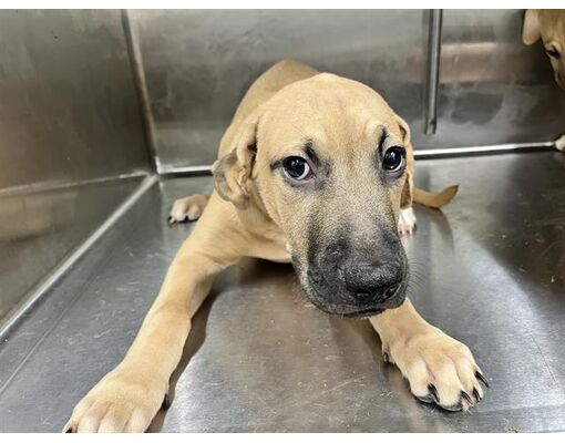 Tavares, FL - Black Mouth Cur. Meet SNEEZY a Pet for Adoption ...