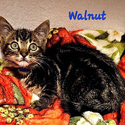 Thumbnail photo of Walnut #2