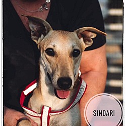 Photo of Sindari-Wadi dog
