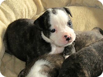 Salem Nh American Bulldog Meet American Bulldog Pups A Pet For Adoption Adoptapet Com