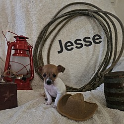Thumbnail photo of Jesse #1