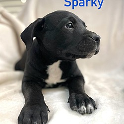 Thumbnail photo of SPARKY #3