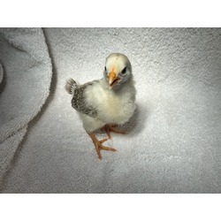 Photo of CHICK 1
