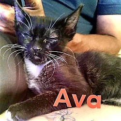 Thumbnail photo of Ava #2