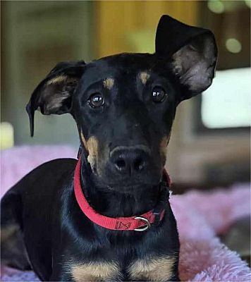 Cincinnati, OH - Doberman PinscheLabrador Retriever. Meet Cayenne a