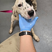 adopt a pet
