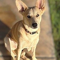 adopt-pet